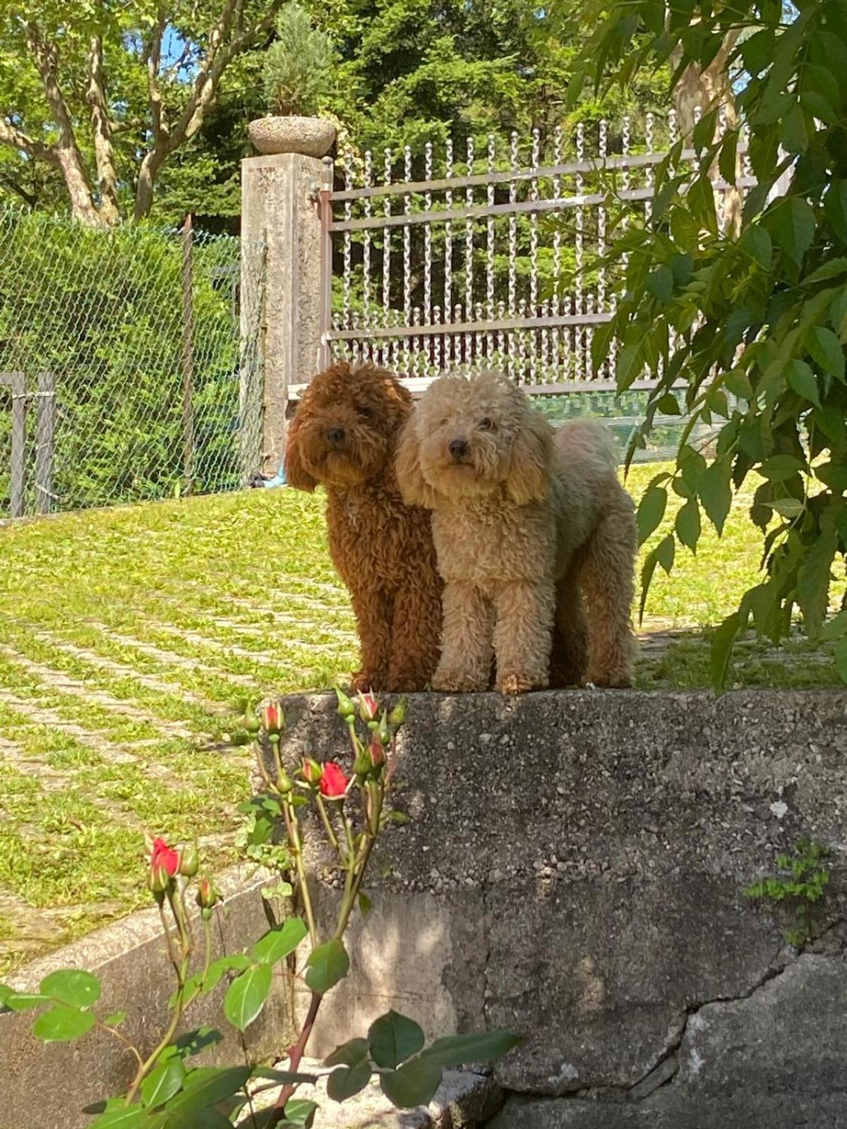 Casa Bosco Appartement Levico Terme Buitenkant foto
